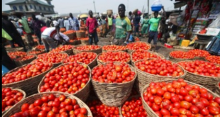 Kwahu Hwehwe tomato farmers bemoan the low prices in the in the market women are willing to pay for their produce. They emphasized the need for better pricing strategies to ensure a sustainable livelihood for themselves and their families.