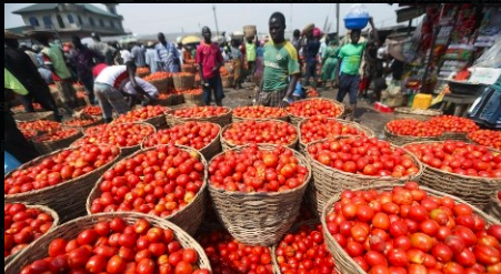 Kwahu Hwehwe tomato farmers bemoan the low prices in the in the market women are willing to pay for their produce. They emphasized the need for better pricing strategies to ensure a sustainable livelihood for themselves and their families.