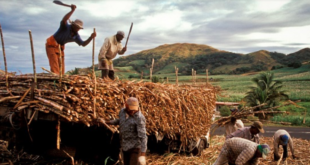 Sugarcane out-growers in the Central Region have threatened to strike over what they have described as "unfair treatment" by the management of the Komenda Sugar Factory and the Ministry of Trade and Industry.