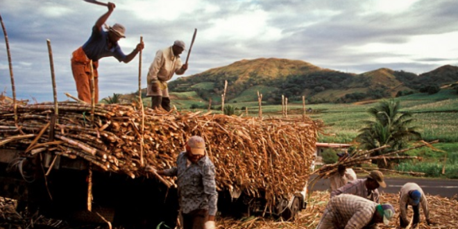 Sugarcane out-growers in the Central Region have threatened to strike over what they have described as "unfair treatment" by the management of the Komenda Sugar Factory and the Ministry of Trade and Industry.