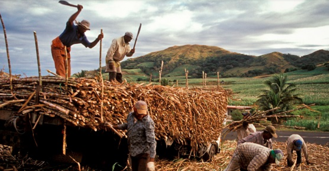 Sugarcane out-growers in the Central Region have threatened to strike over what they have described as "unfair treatment" by the management of the Komenda Sugar Factory and the Ministry of Trade and Industry.