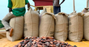 The Ghana National Cocoa Farmers Association has called for an immediate increase in cocoa prices for the upcoming planting season.