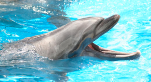 A lonely and potentially sexually frustrated dolphin has been blamed for a spike in attacks on swimmers in a Japanese seaside town.