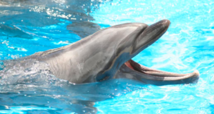 A lonely and potentially sexually frustrated dolphin has been blamed for a spike in attacks on swimmers in a Japanese seaside town.