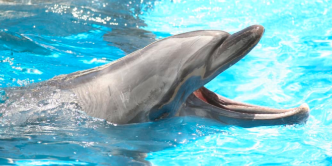 A lonely and potentially sexually frustrated dolphin has been blamed for a spike in attacks on swimmers in a Japanese seaside town.